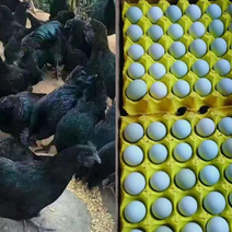 五黑绿壳蛋鸡质量保证诚信经营厂家直销包运输