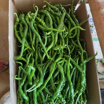 螺线椒精品