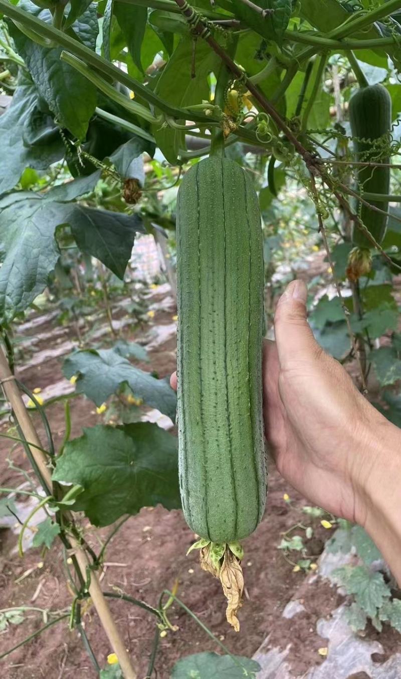 丝瓜种子早优25短棒肉丝瓜早熟瓜码密连续座瓜力强硬果