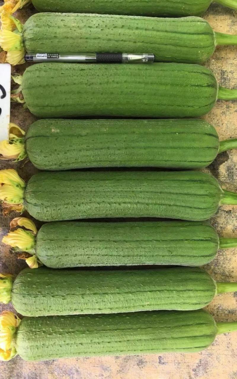 丝瓜种子早优25短棒肉丝瓜早熟瓜码密连续座瓜力强硬果