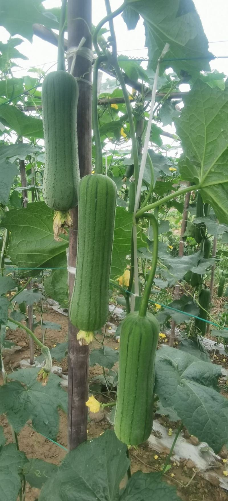 丝瓜种子早优25短棒肉丝瓜早熟瓜码密连续座瓜力强硬果