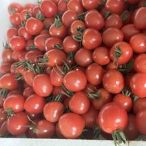 刚上市的小番茄，自家大棚种植，欢迎咨询。