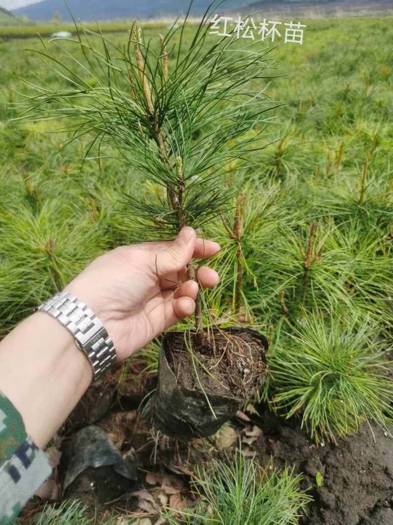 红松，东北红松嫁接苗，二年嫁接高度20/40高。