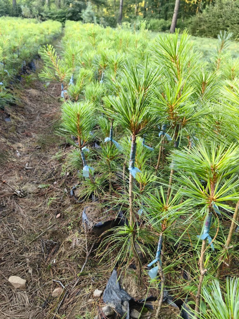 红松，东北红松嫁接苗，二年嫁接高度20/40高。