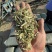 长年批发花生秧粉，花生秧叶粉质量保证产地直发欢迎咨询