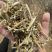 长年批发花生秧粉，花生秧叶粉质量保证产地直发欢迎咨询