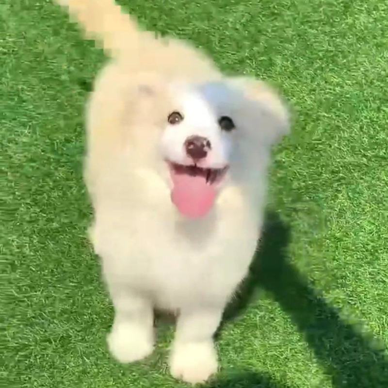金色边牧