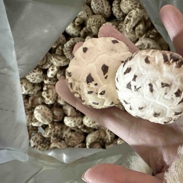 包邮精选4-5厘米天白花菇2025新花菇
