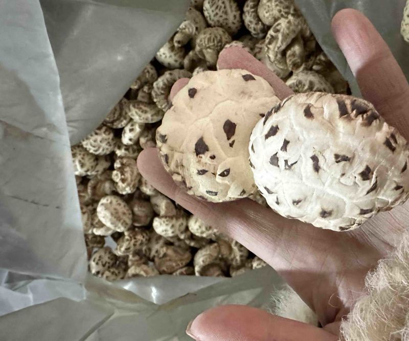 包邮精选4-5厘米天白花菇2025新花菇