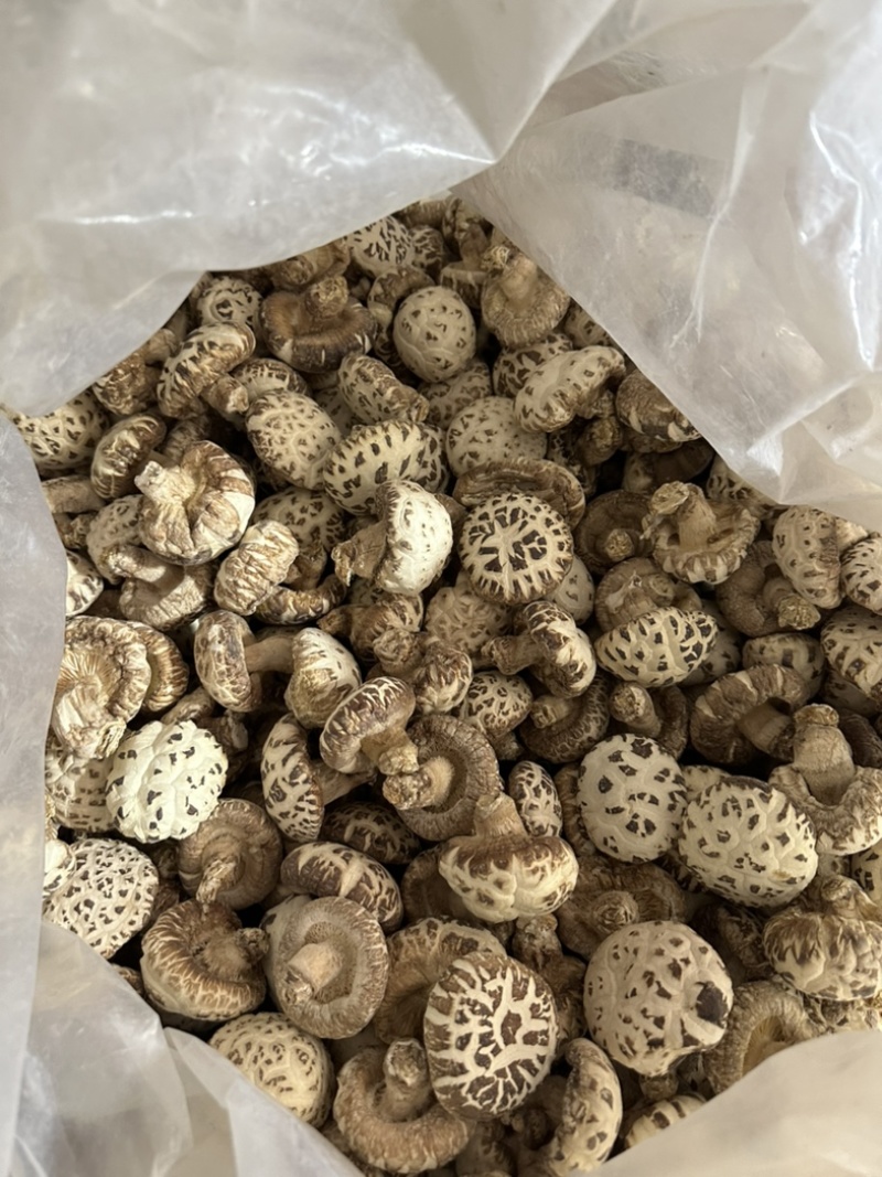 包邮精选4-5厘米天白花菇2025新花菇