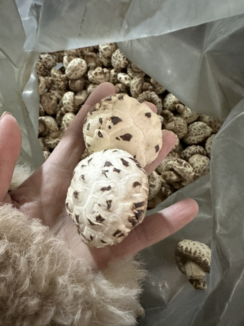 包邮精选4-5厘米天白花菇2025新花菇