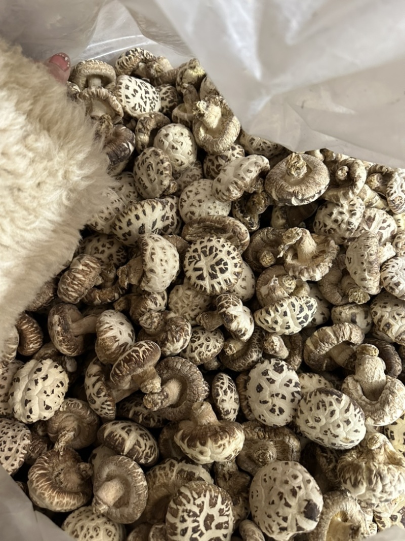 包邮精选4-5厘米天白花菇2025新花菇