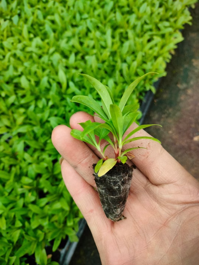 杂交石竹穴盘