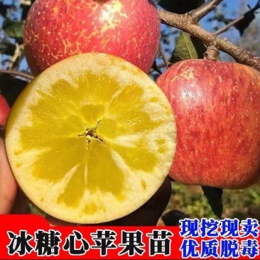 苹果树苗嫁接特大红富士南北种地栽庭院苹果苗树果树苗