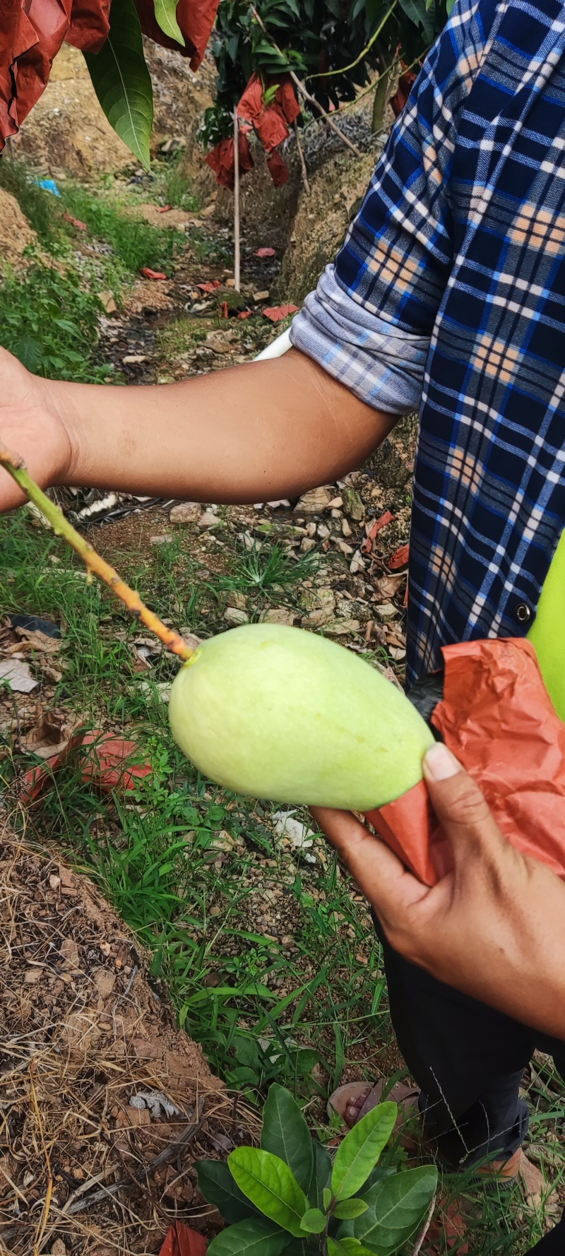 小台，贵妃，金煌，