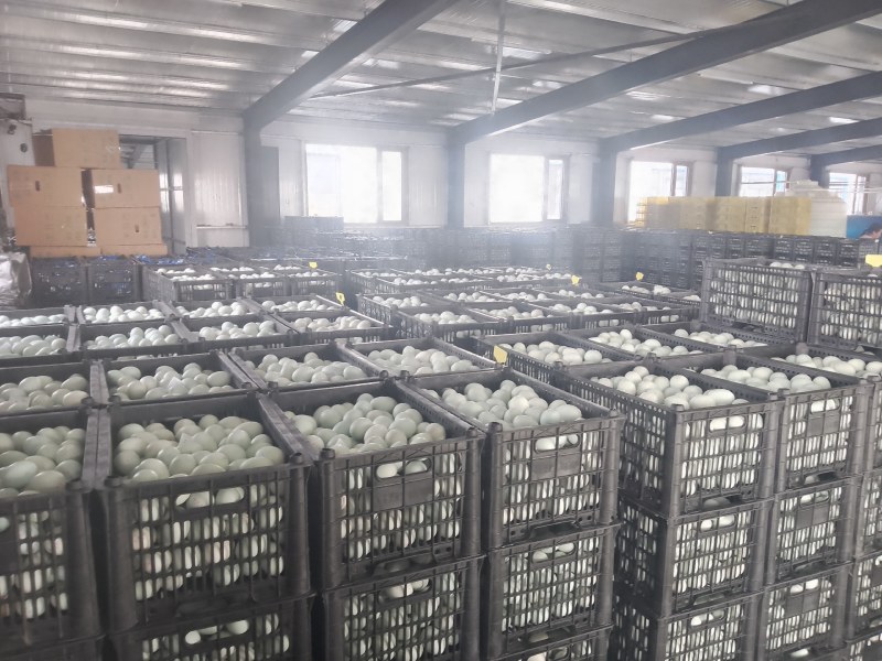 辽宁咸鸭蛋，60克到67克，进口设备品质保证（东北蛋蛋香