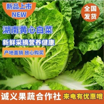 矮顆黄心大白菜.各种规格.一手货源.质量保证.大量供应