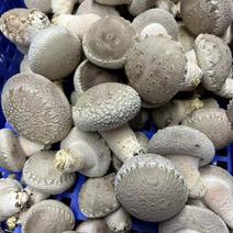 有机香菇鲜菇肉质肥厚