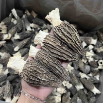 8-12特大羊肚菌/2024年新货羊肚菌/厚肉羊肚菌