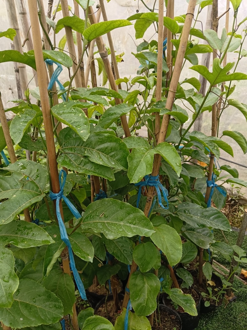 江西赣州钦蜜九号黄金百香果苗品种纯正产量高