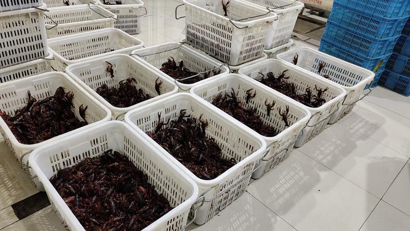 江苏小龙虾盱眙小龙虾，8910钱高质量红虾全年卖货，品质保证