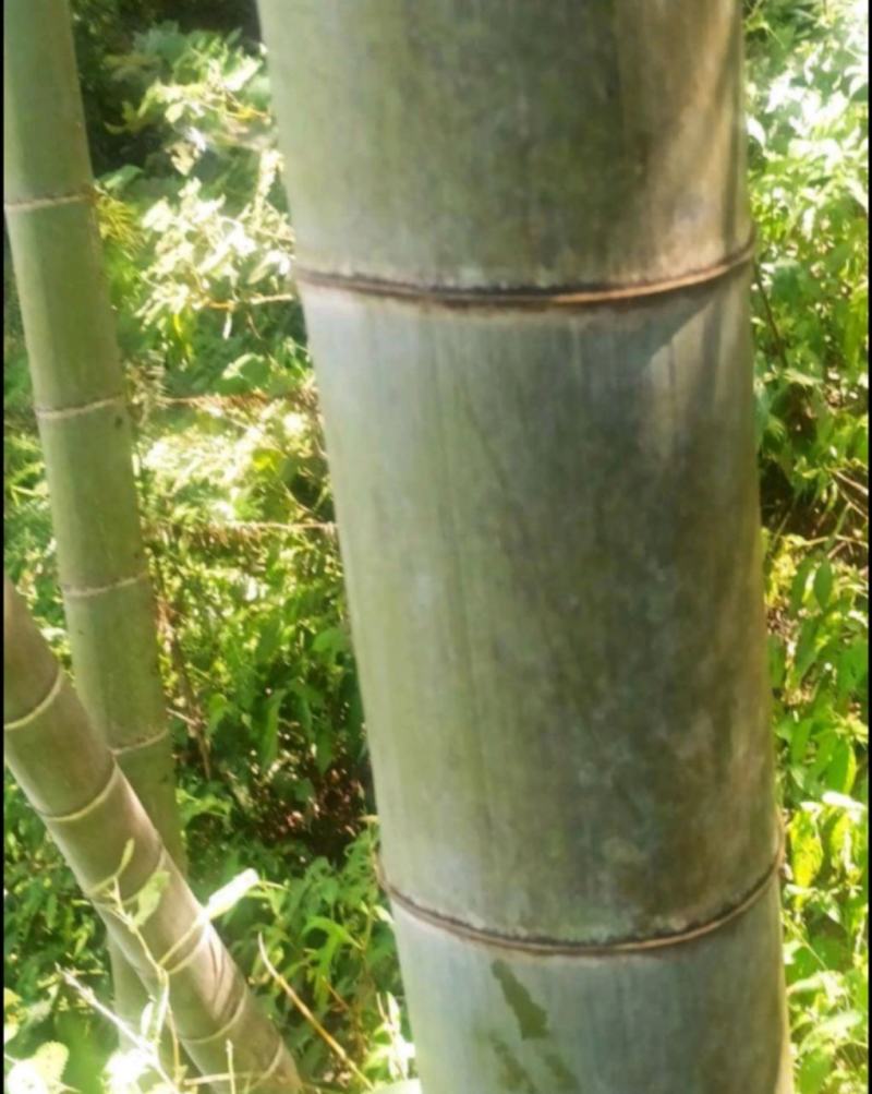毛竹