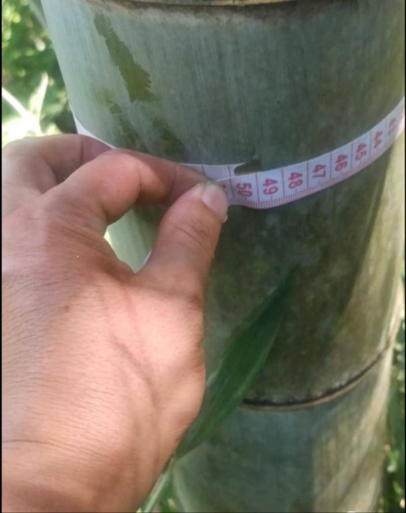 毛竹