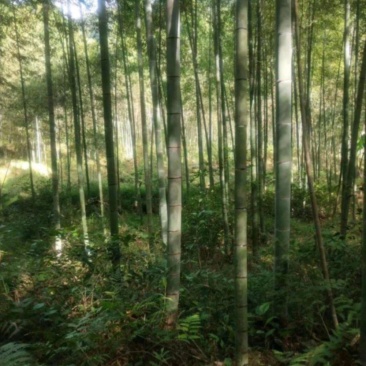 毛竹