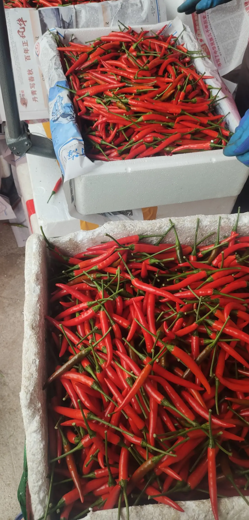 海南精品小米椒大量供应中产地直发品质保障对接商超市场