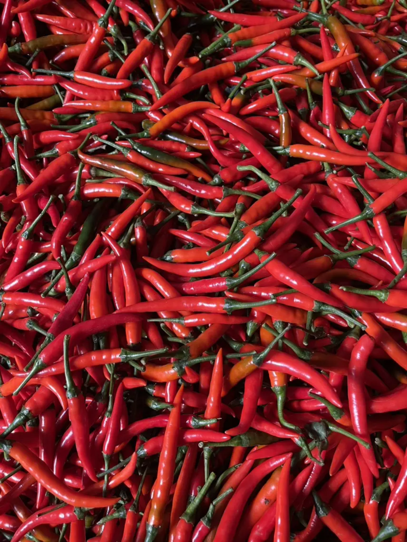 海南精品小米椒大量供应中产地直发品质保障对接商超市场