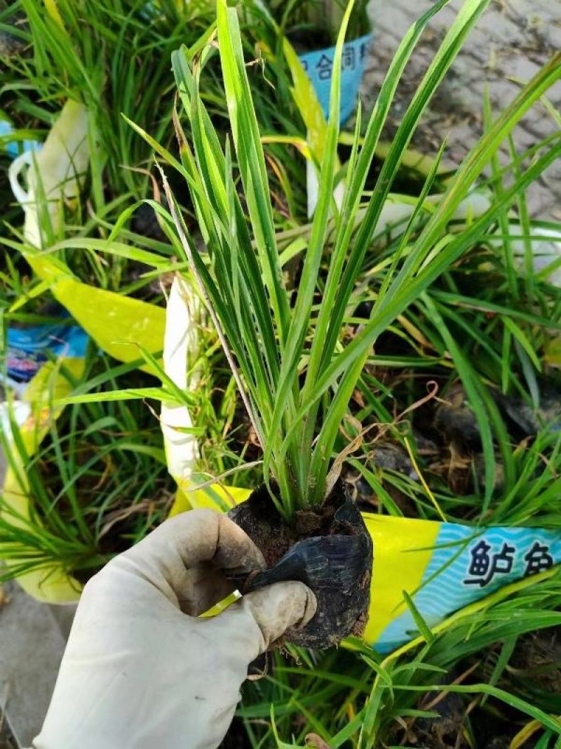 大花萱草