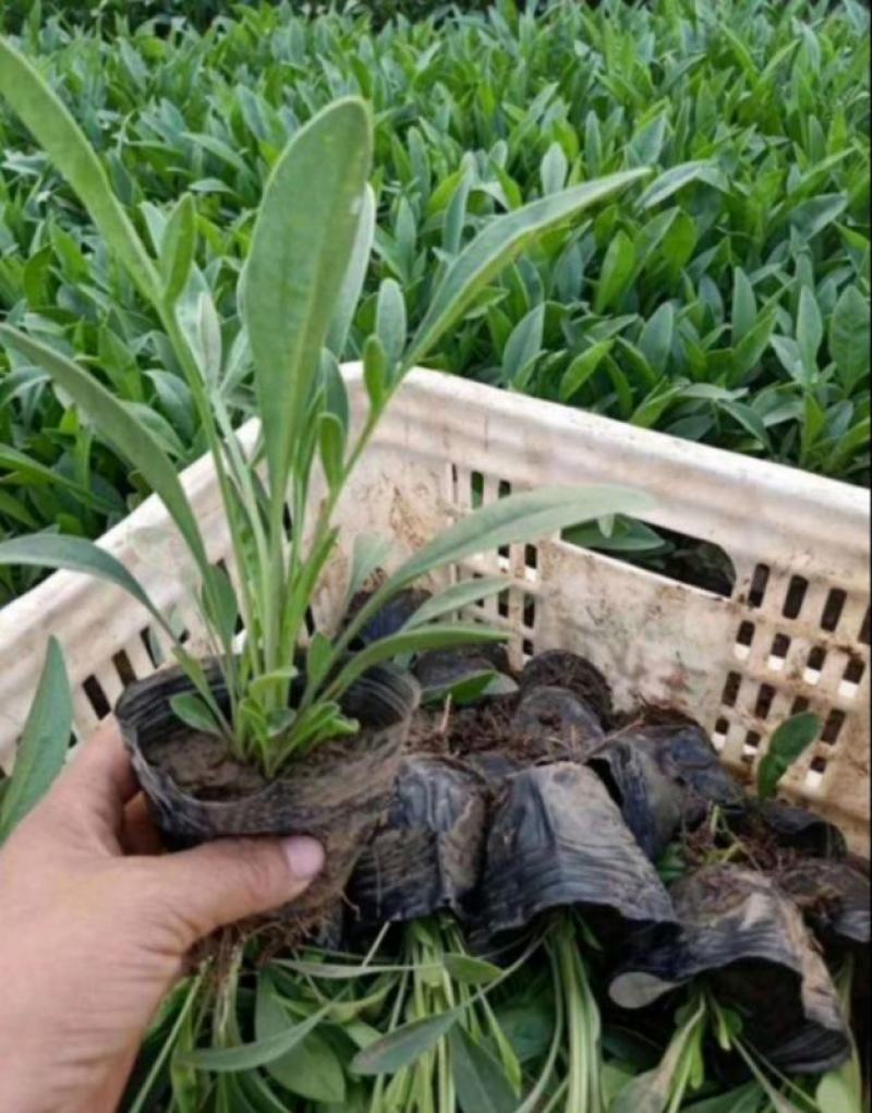 大金鸡菊