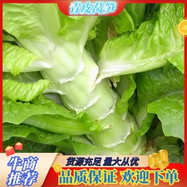 【优质商家】精品青皮莴笋一手货源支持视频看货