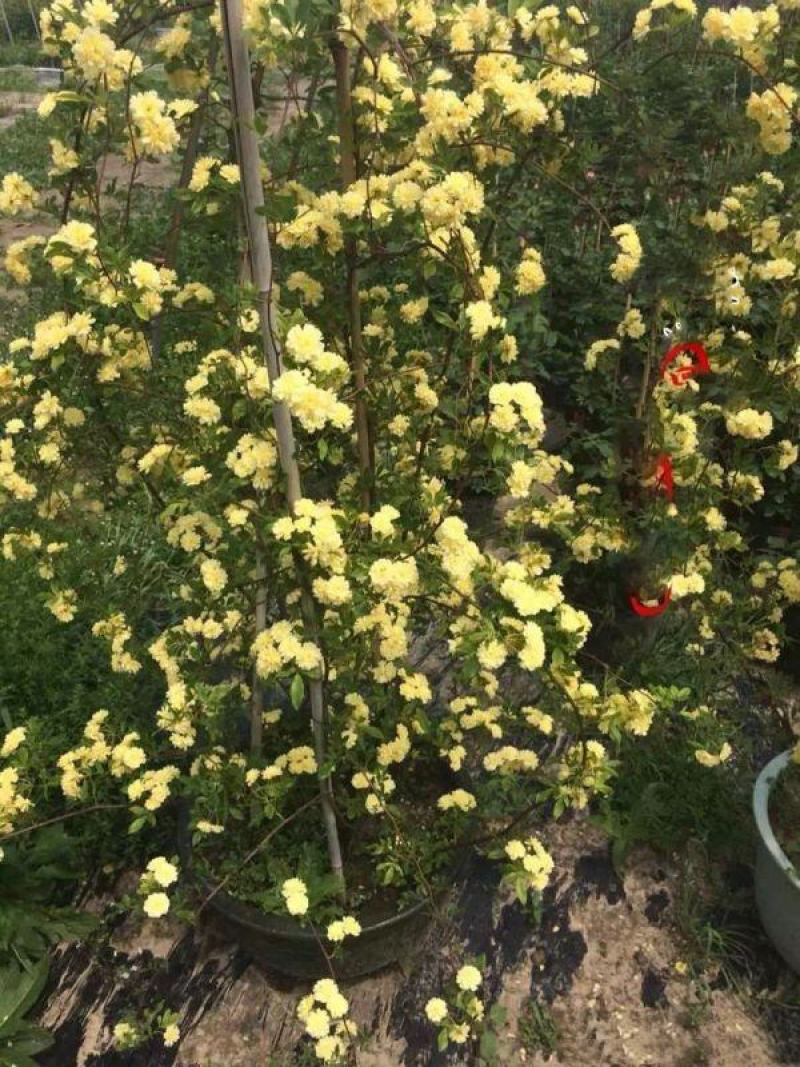 木香苗
