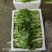 精品白菜苔，口感脆甜！可供商超！