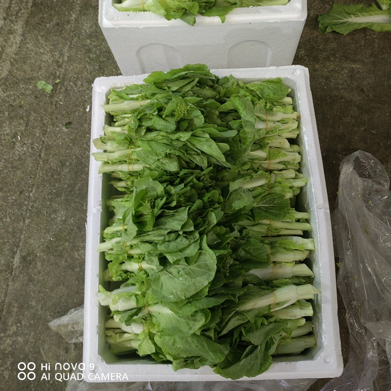 精品白菜苔，口感脆甜！可供商超！