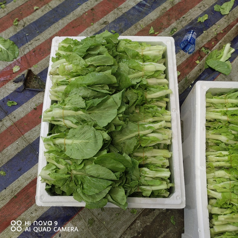精品白菜苔，口感脆甜！可供商超！