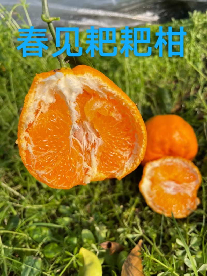 耙耙柑四川柑桔春见蜜橘不酸无籽蜜甜量大从优欢迎接来电咨询