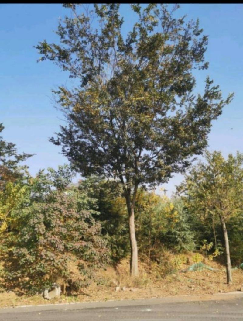 大叶朴树
