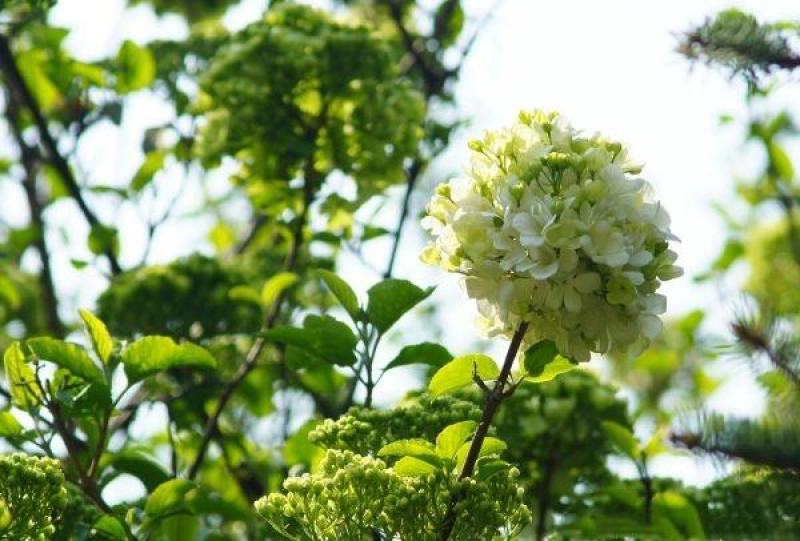 绣球花
