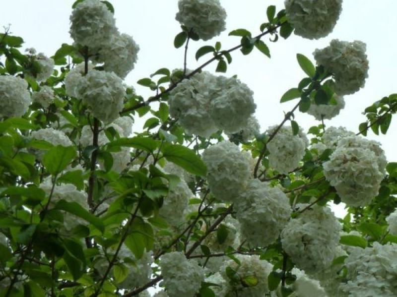 绣球花