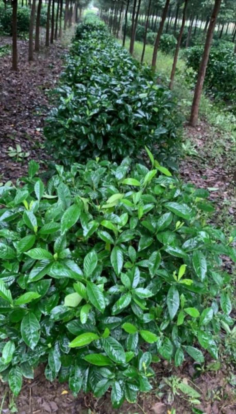 大叶栀子花