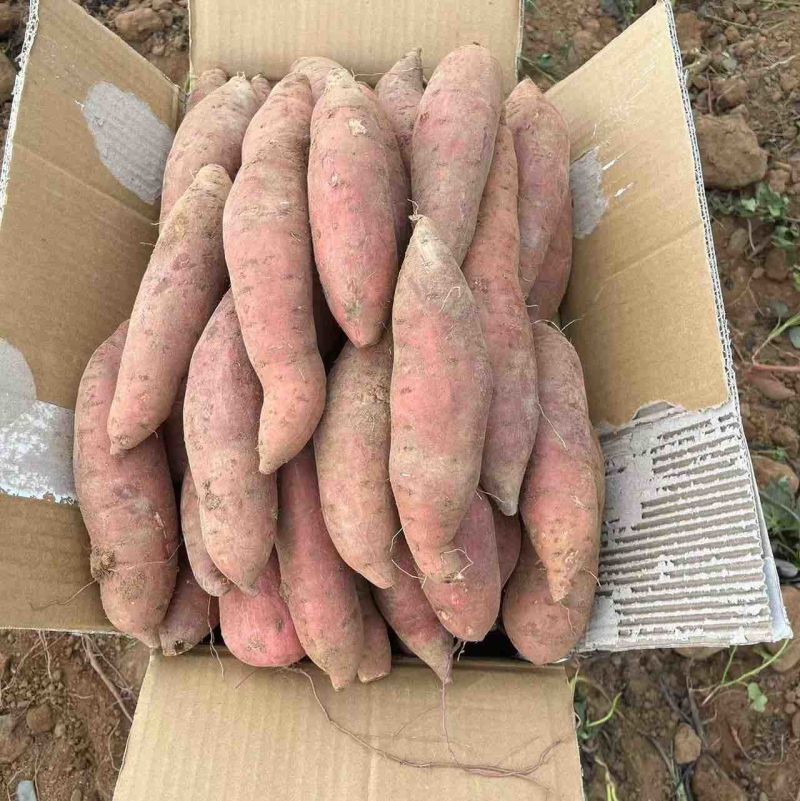 广东西瓜红红薯大量上市产地直发一手货源欢迎新老客户采购