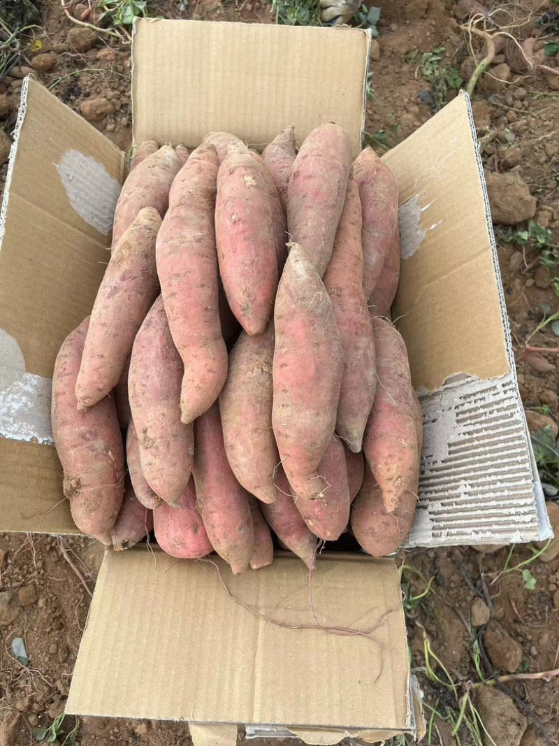 广东西瓜红红薯大量上市产地直发一手货源欢迎新老客户采购