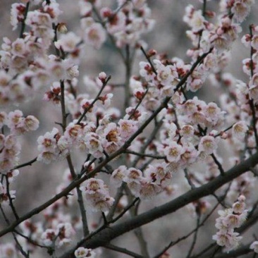 乌梅花