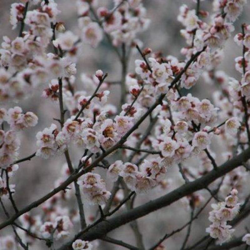 乌梅花