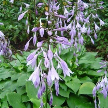 玉簪花