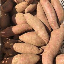 济薯26三两起步自家种植一手货源量大从优全国可发欢迎