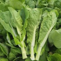 白菜苔精品白菜苔品质一手货源产地直发