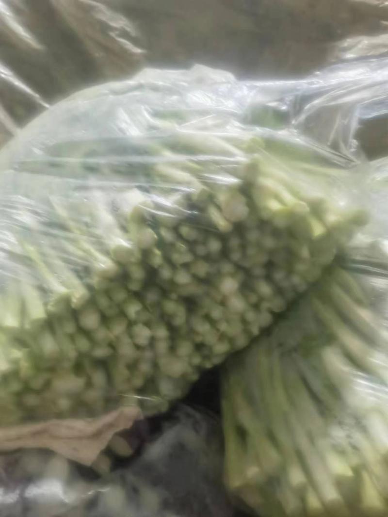 白菜苔精品白菜苔品质保障一手货源产地直发